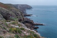 Am Cap Fréhel Steilküste am Kap Fréhel