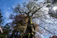 Trebah-349