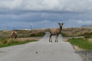 850_9114-13 Mitten auf dem Weg