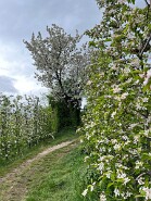 IMG_0043-9